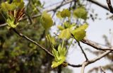 Liriodendron tulipifera