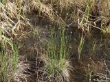 Смотреть изображение Eriophorum brachyantherum