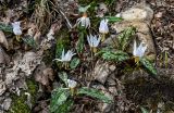 View full-size image Erythronium caucasicum
