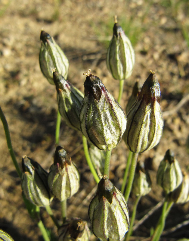 Изображение особи Gastrolychnis uralensis.