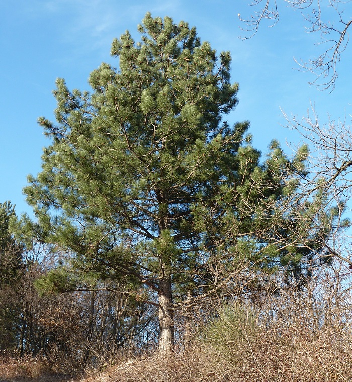 Image of Pinus pallasiana specimen.