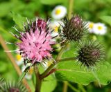 View full-size image genus Arctium