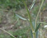 View full-size image familia Brassicaceae