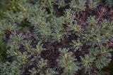 View full-size image genus Astragalus