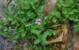 View full-size image Cardamine acris