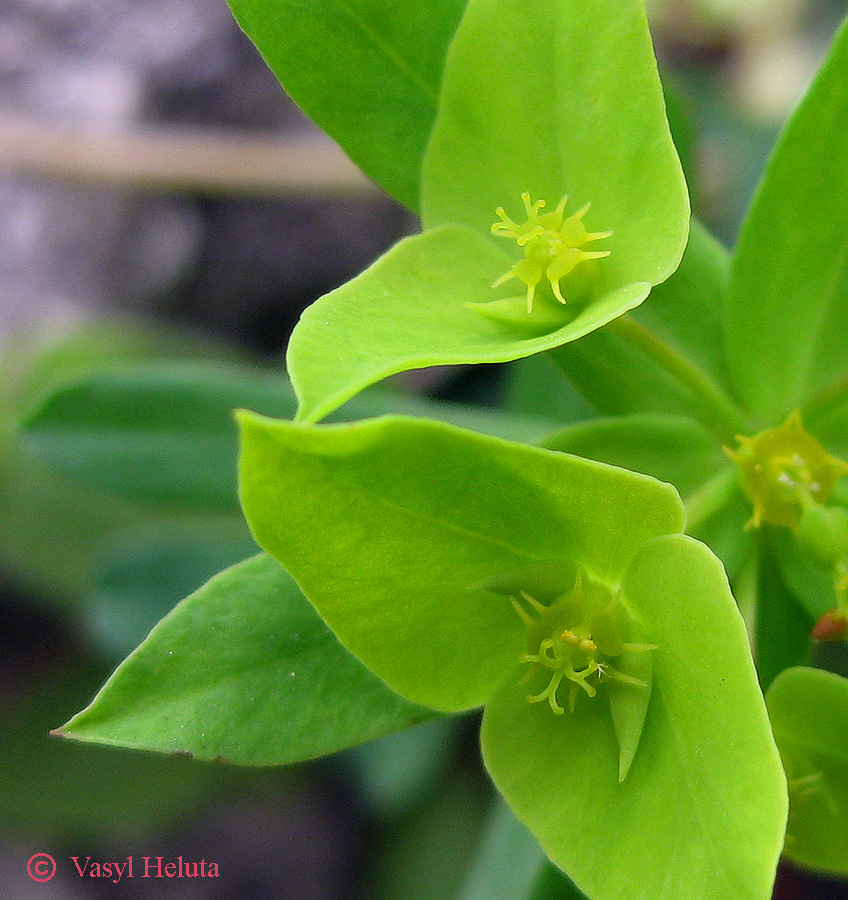 Image of Euphorbia taurinensis specimen.