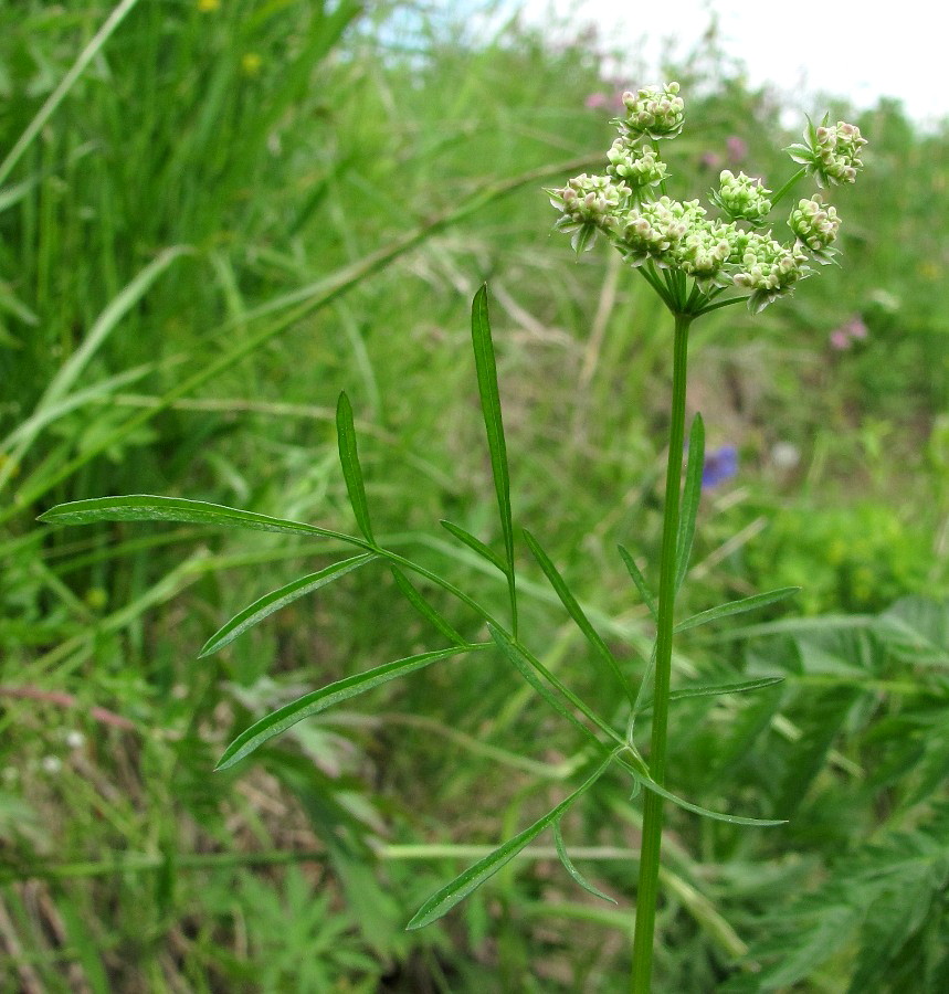 Изображение особи Chaerophyllum prescottii.