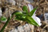 Viola arvensis. Цветок. Крым, Севастополь, окр. ст. Инкерман-2. 24 июня 2011 г.