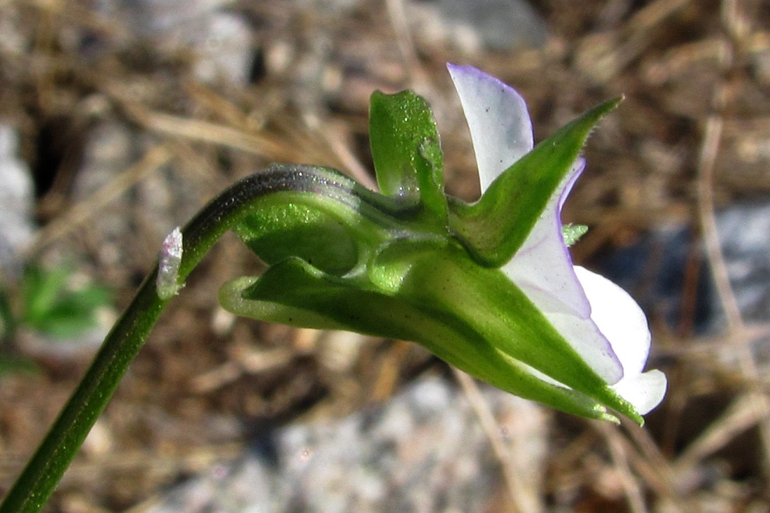 Image of Viola arvensis specimen.