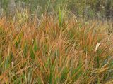 Phragmites australis. Верхушки побегов, приобретающие осеннюю окраску. Московская обл., Раменский р-н, окр. дер. Хрипань, поле. 06.10.2001.