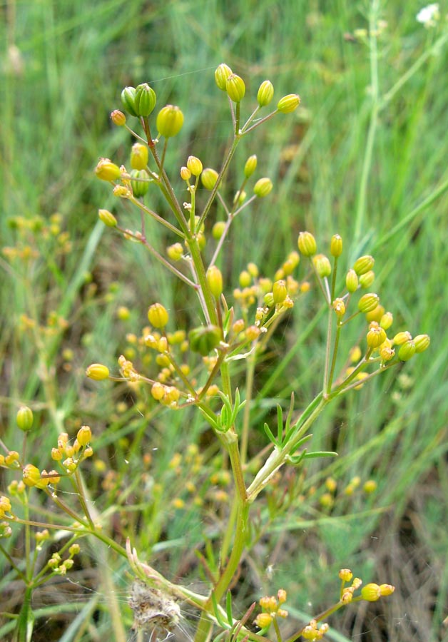 Image of Trinia glauca specimen.