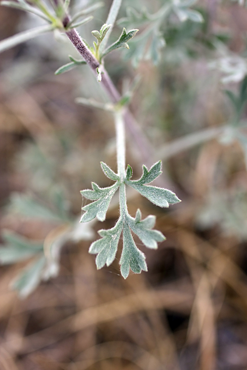 Image of genus Artemisia specimen.