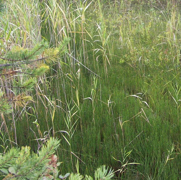 Изображение особи Equisetum variegatum.