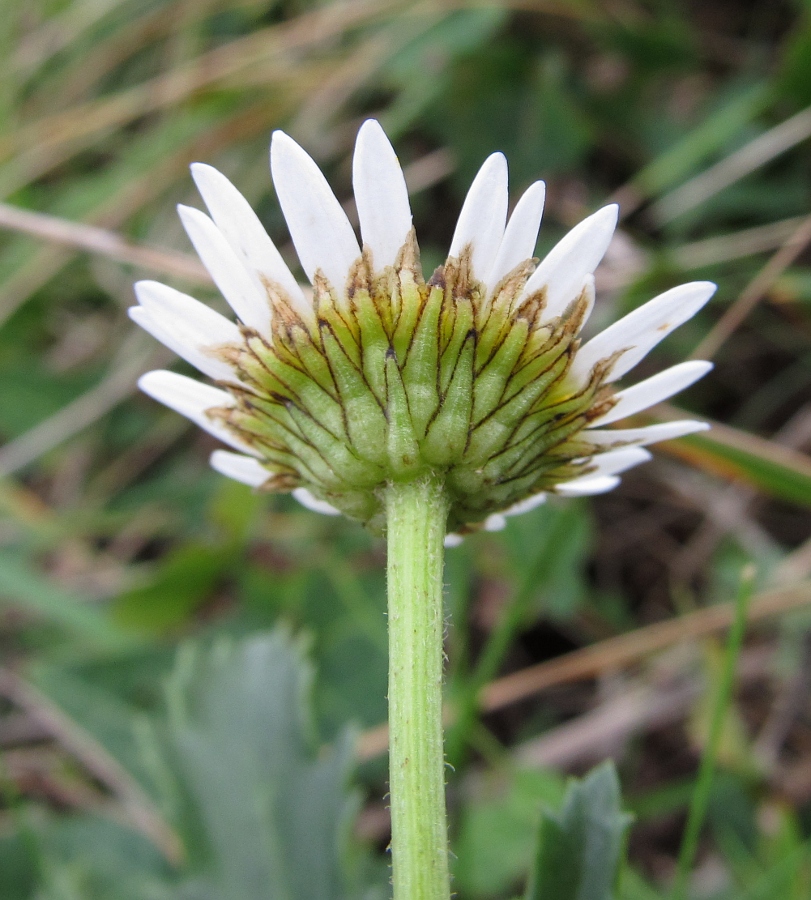 Image of Leucanthemum ircutianum ssp. crassifolium specimen.