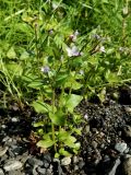 Epilobium hornemannii