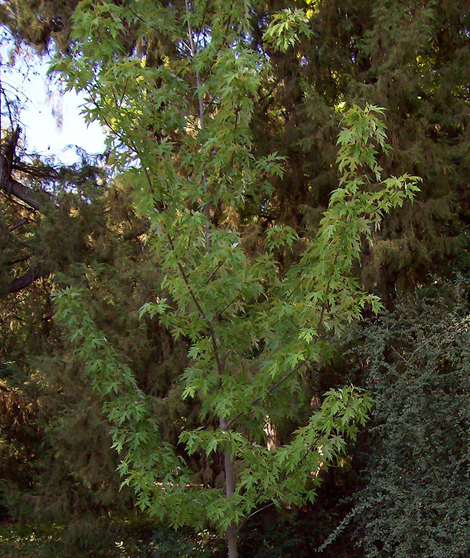 Image of Acer saccharinum specimen.