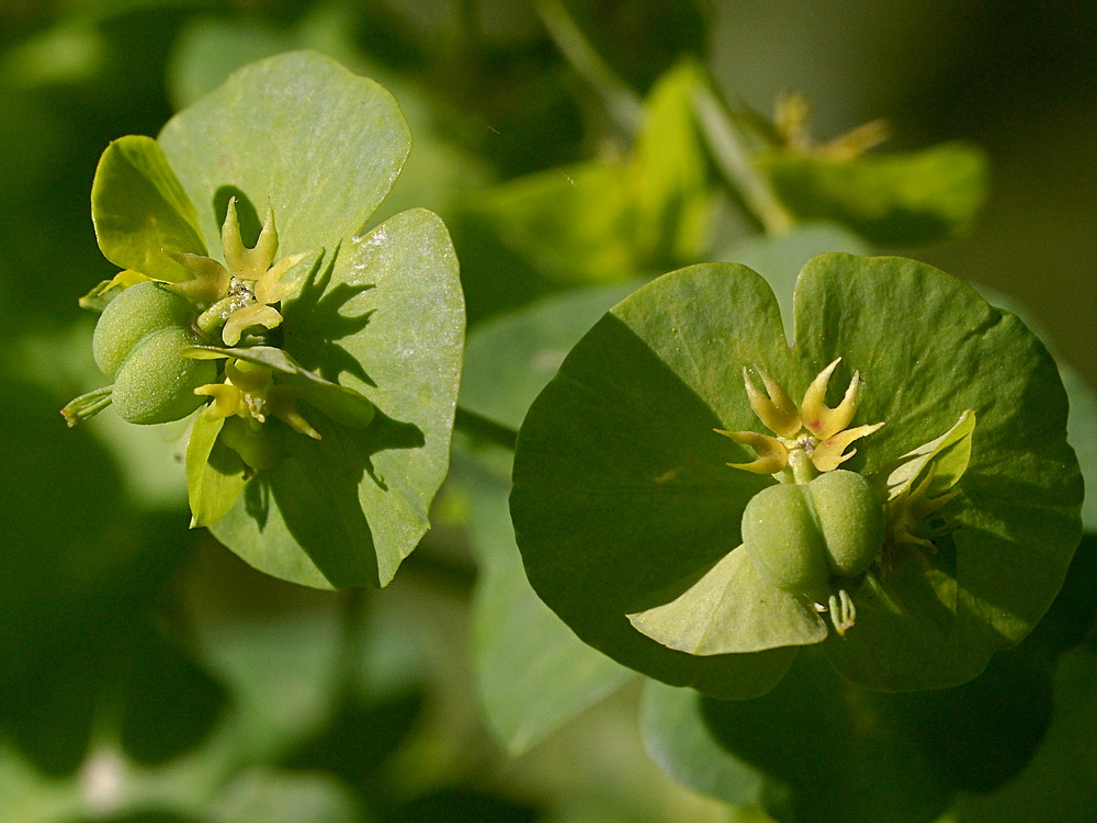 Image of Euphorbia amygdaloides specimen.