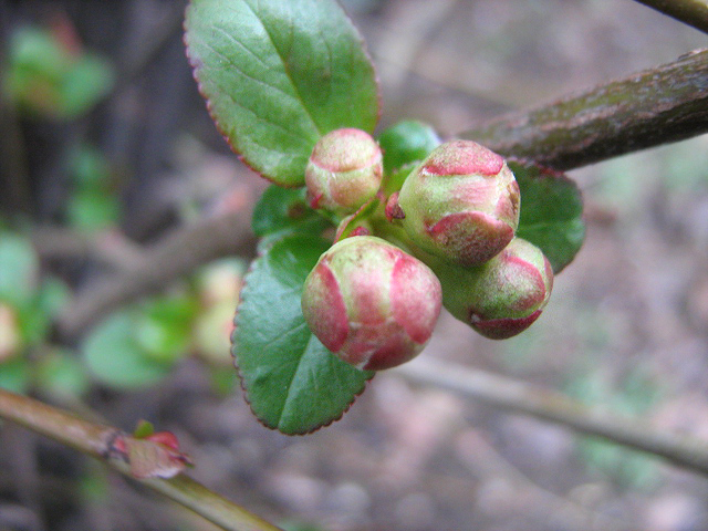 Изображение особи Chaenomeles japonica.