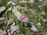 Taraxacum porphyranthum