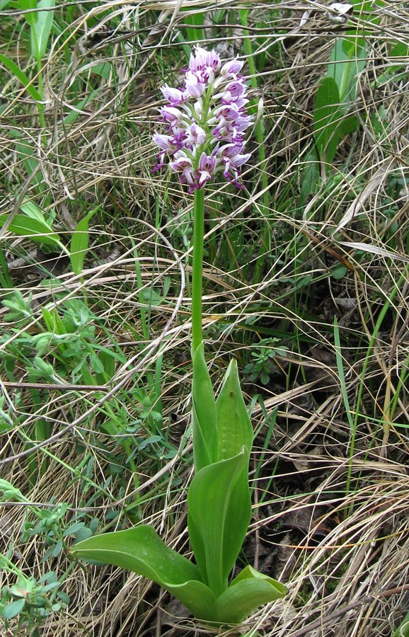 Image of Orchis simia specimen.