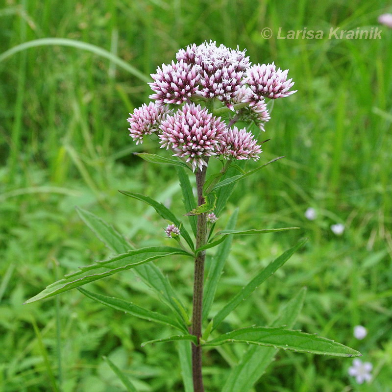 Image of Eupatorium lindleyanum specimen.