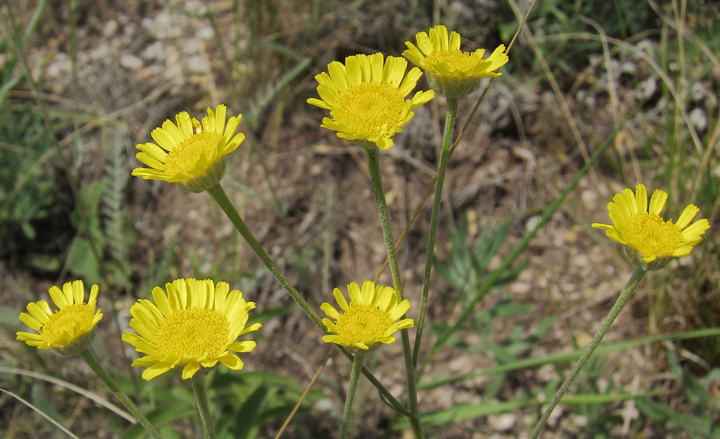 Image of Tanacetum uralense specimen.