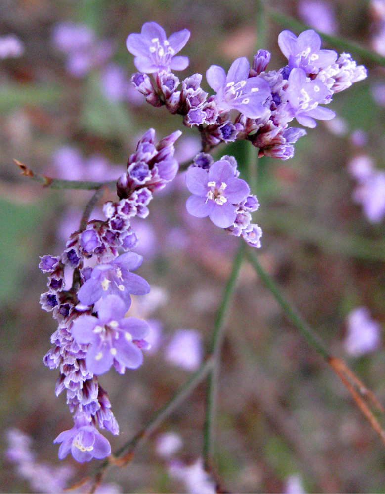 Image of Limonium scoparium specimen.