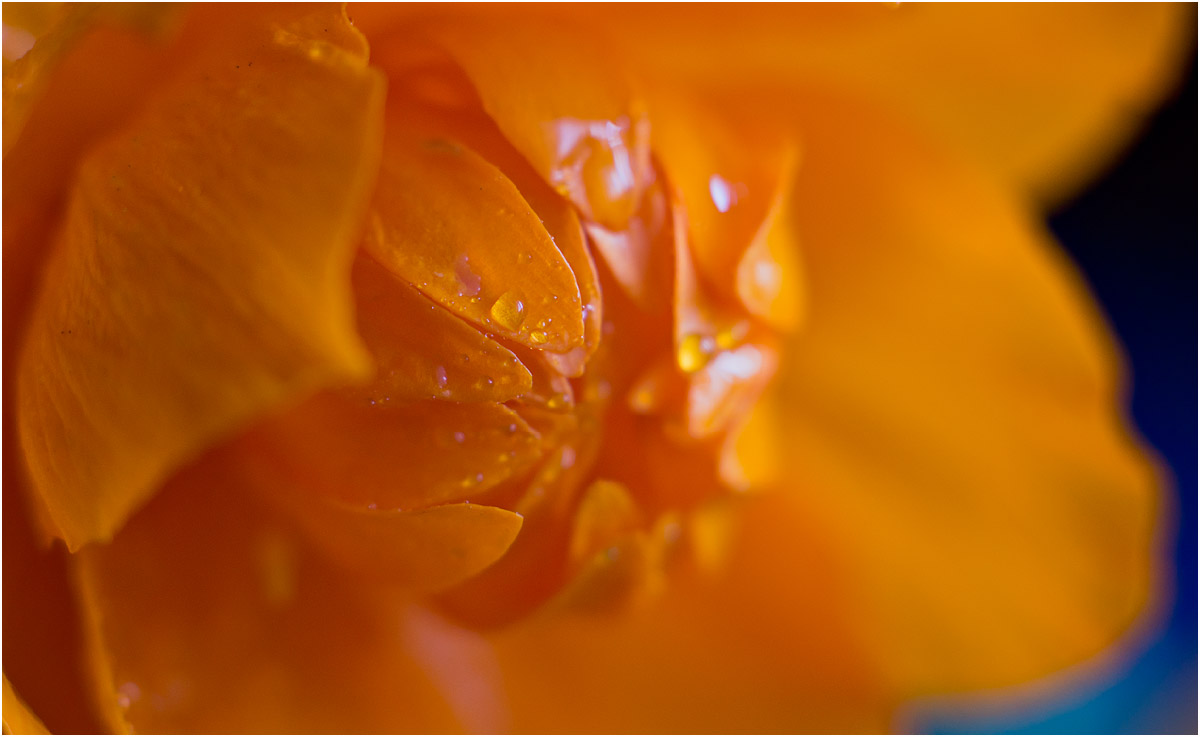 Image of Trollius asiaticus specimen.