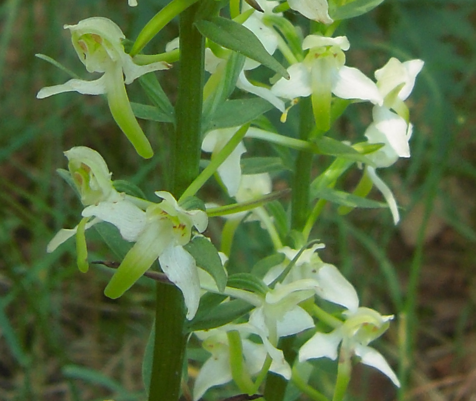 Изображение особи Platanthera chlorantha.