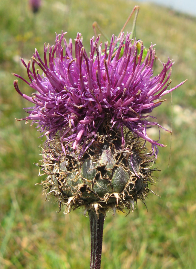 Image of Centaurea alpestris specimen.