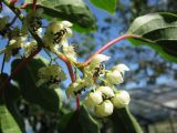 Actinidia arguta