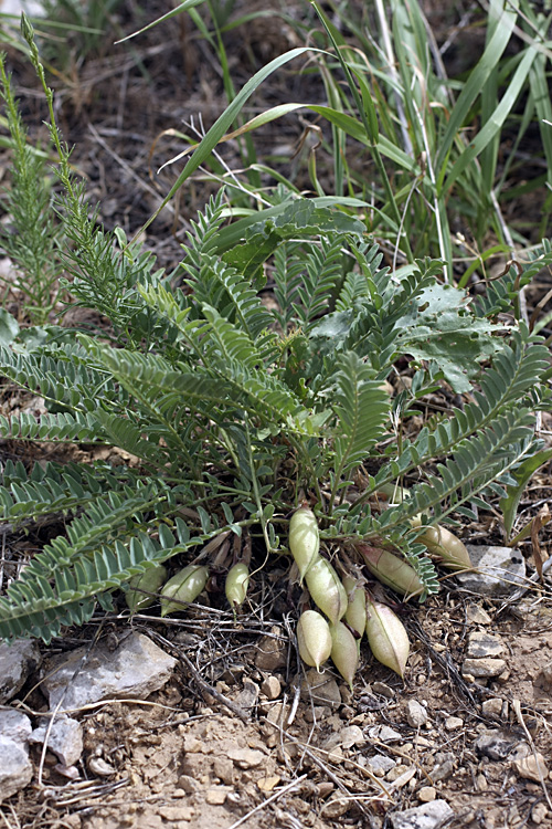 Image of genus Astragalus specimen.