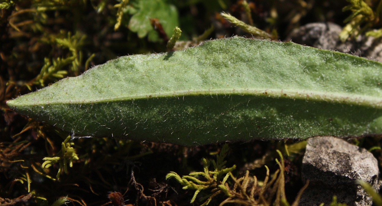 Image of Pilosella cymella specimen.