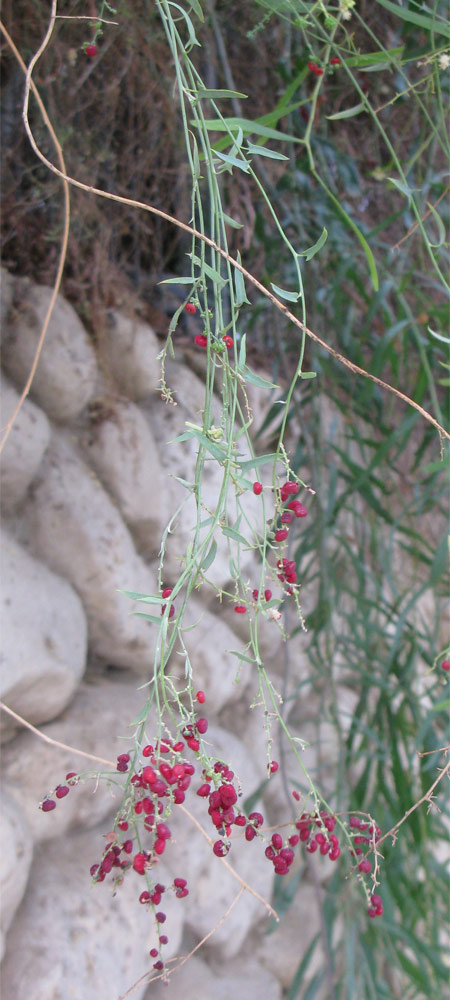 Image of Chenopodium nutans specimen.