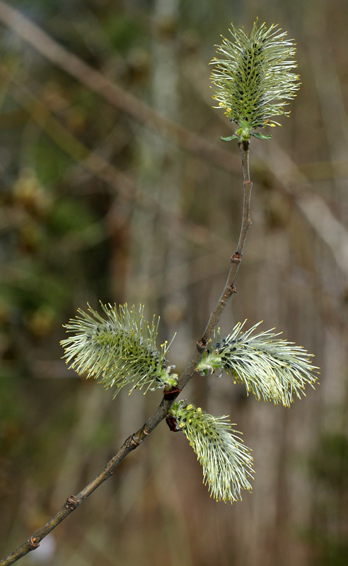 Image of Salix &times; laurina specimen.