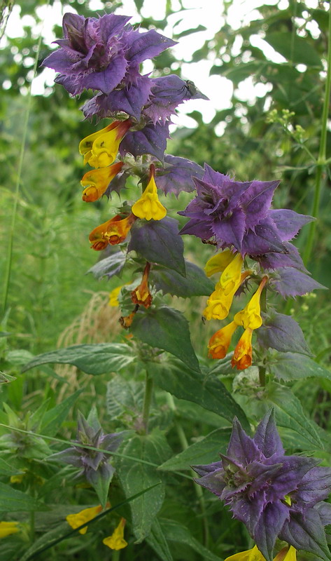 Image of Melampyrum nemorosum specimen.