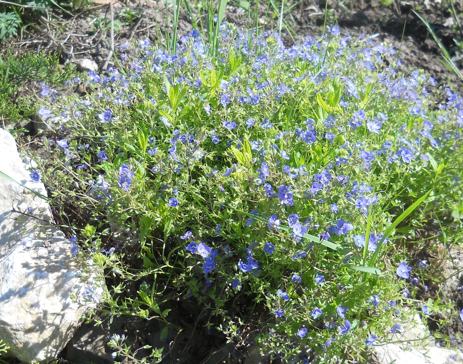 Image of Veronica umbrosa specimen.