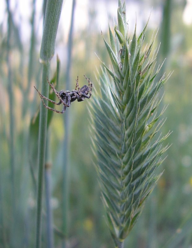 Изображение особи род Agropyron.