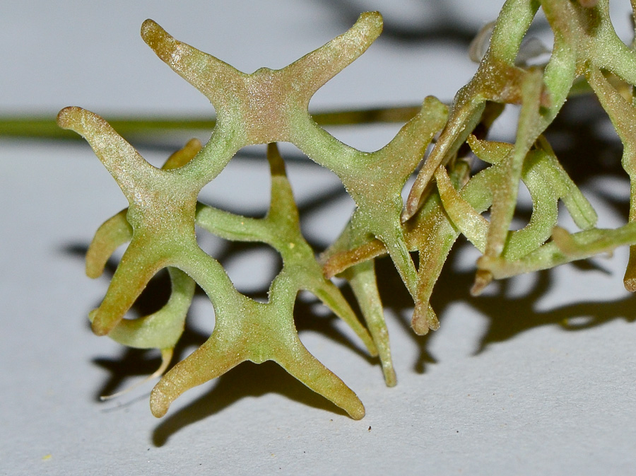 Image of Hippocrepis areolata specimen.