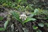 род Calanthe. Цветущее растение. Борнео, склон горы Трас-Мади, выс. ок. 950 м н.у.м, дождевой лес. Февраль 2013 г.