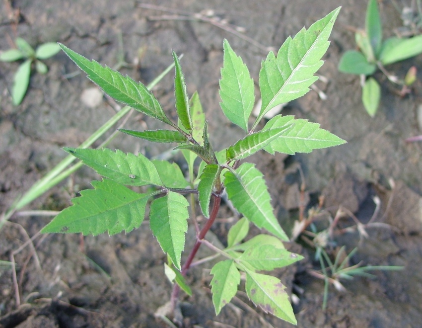 Image of Bidens frondosa specimen.