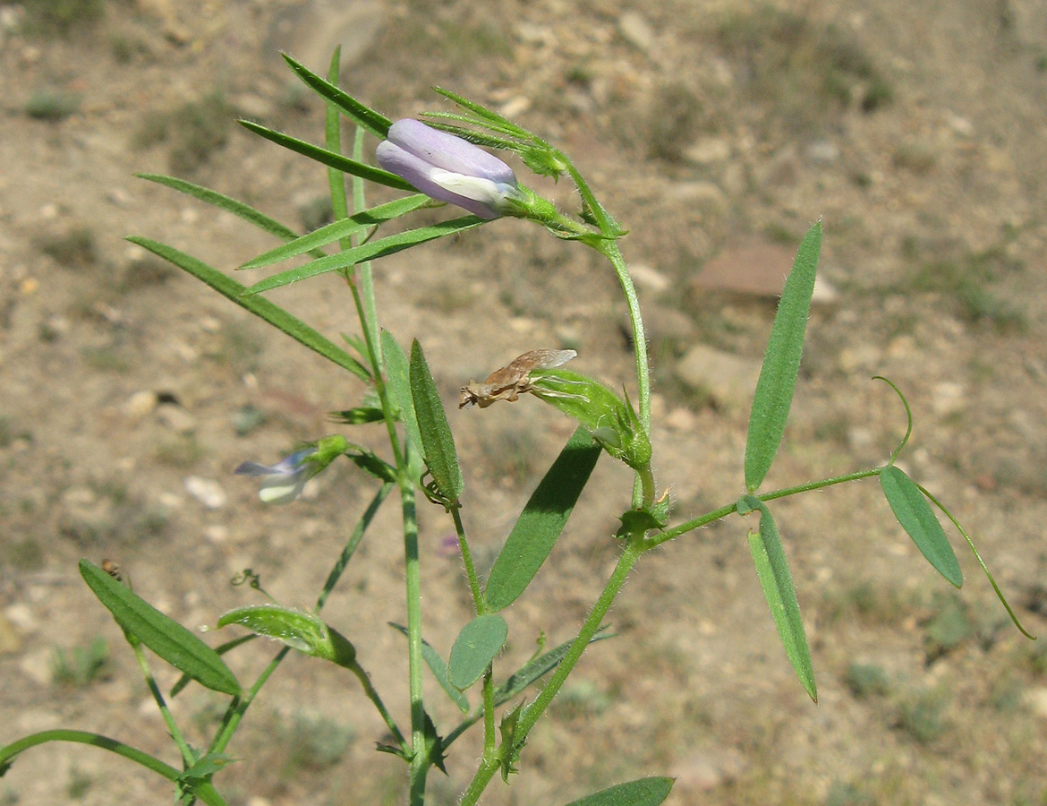 Image of Vicia bithynica specimen.