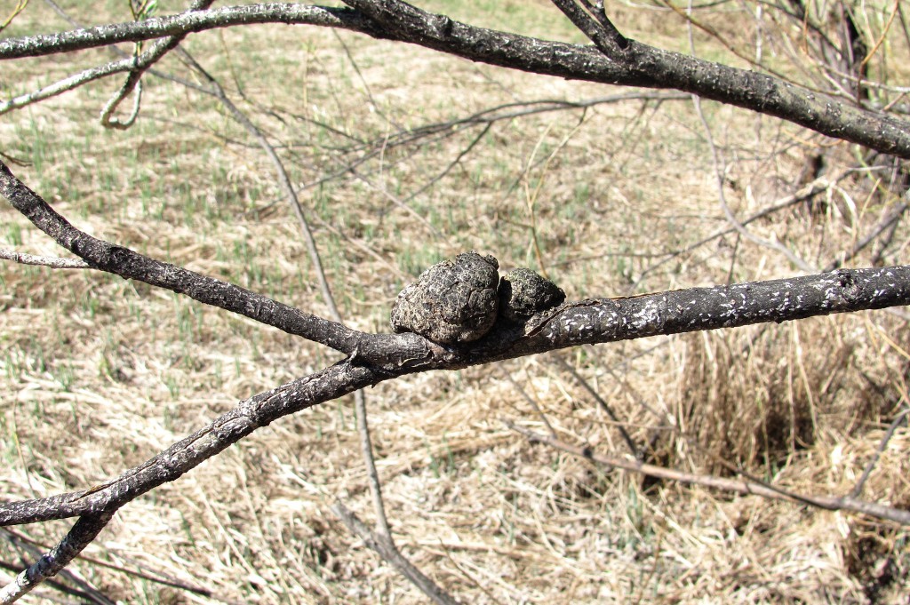 Image of Salix gmelinii specimen.