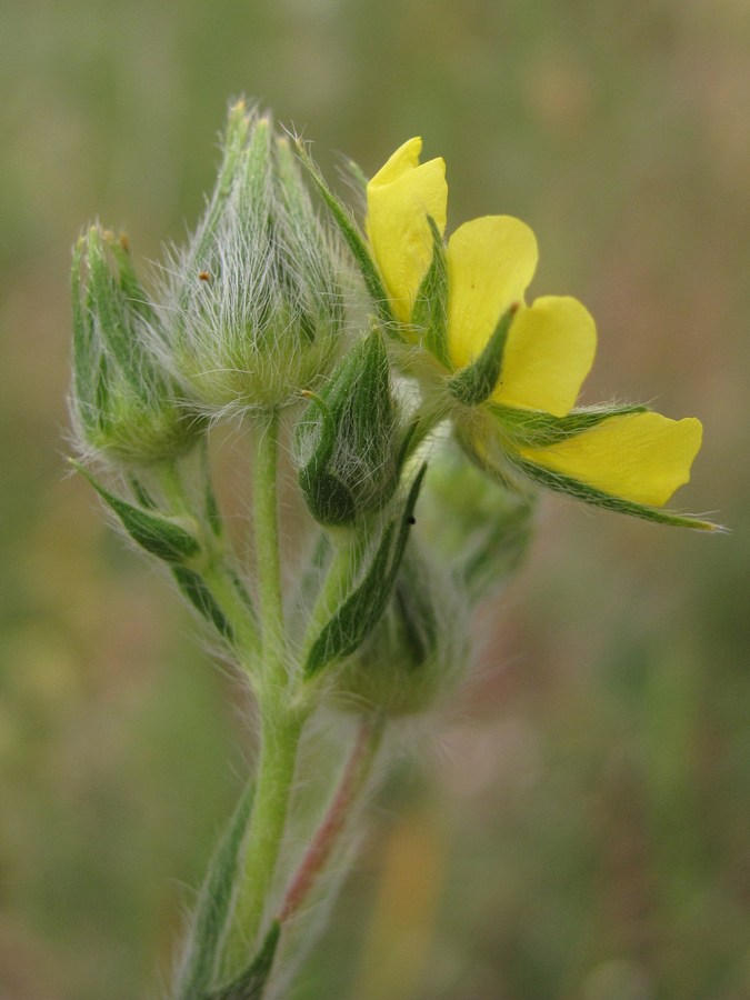 Изображение особи Potentilla callieri.