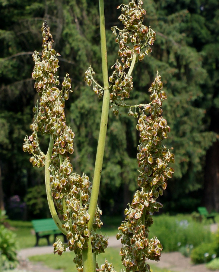 Image of Rheum rhabarbarum specimen.