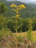 Ferulago galbanifera. Верхушка отцветающего растения. Краснодарский край, Новороссийск, мыс Шесхарис, прибрежный склон Маркотхского хребта, можжевеловое редколесье, выс. 536 м н.у.м. 24.07.2013.