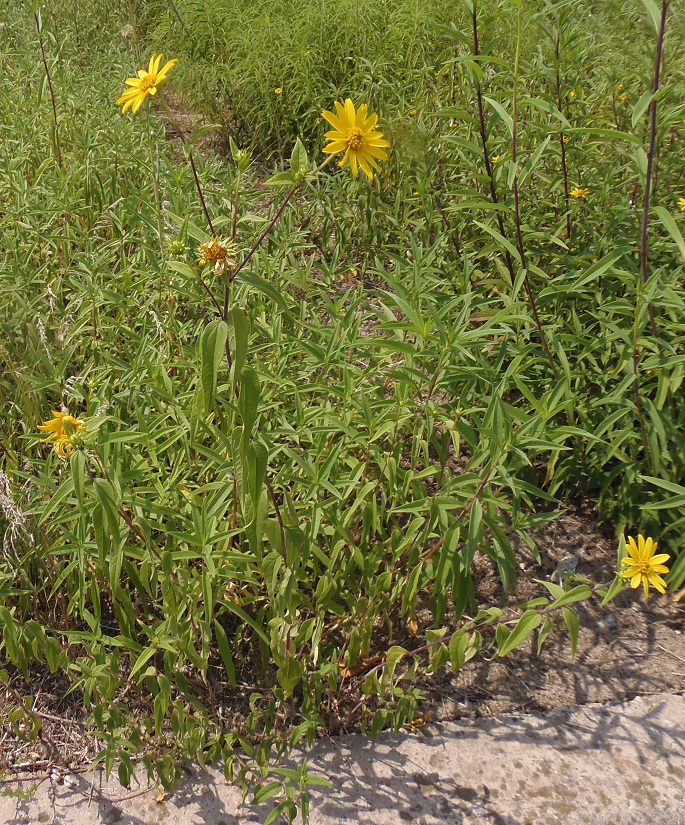 Изображение особи род Helianthus.