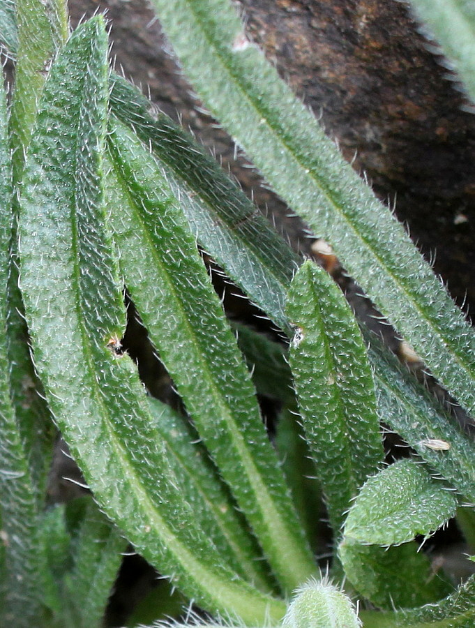 Image of Onosma stellulatum specimen.