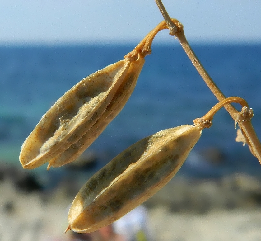 Image of Zygophyllum fabago specimen.