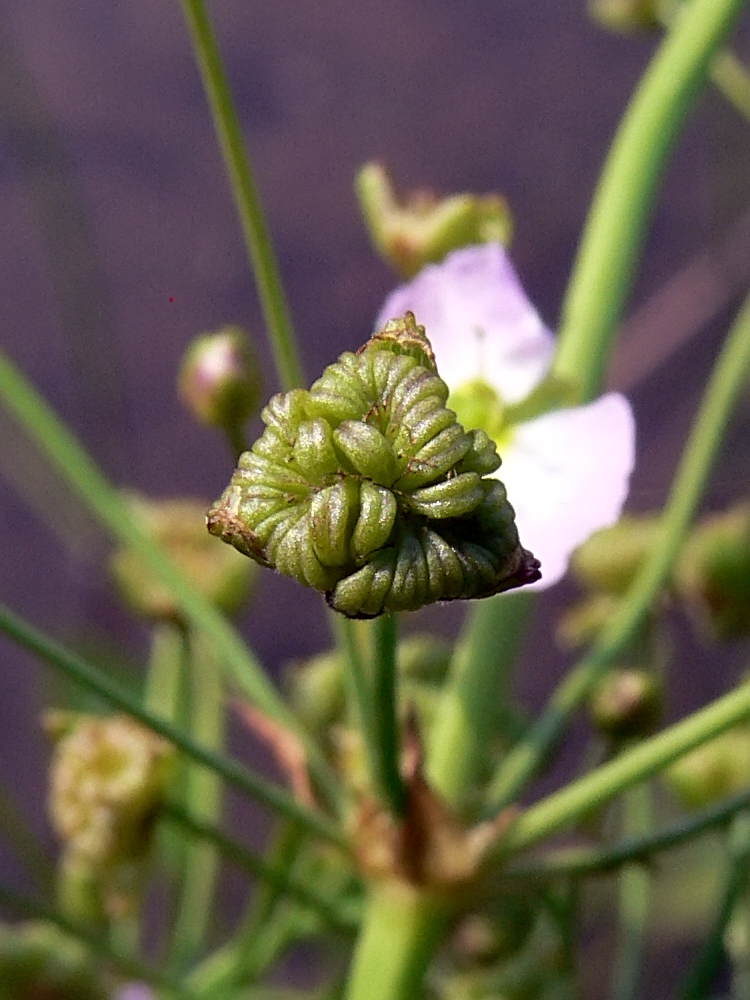 Image of Alisma plantago-aquatica specimen.